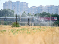 A farmer is using a vertical pole sprinkler irrigation device to water corn seedlings in Daying village, Handan city, North China's Hebei pr...