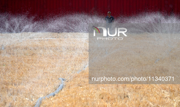 A farmer is using a ''micro-spray belt'' watering method to water a field in Daying village, Handan city, North China's Hebei province, on J...