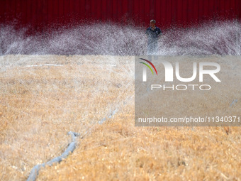 A farmer is using a ''micro-spray belt'' watering method to water a field in Daying village, Handan city, North China's Hebei province, on J...