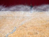 A farmer is using a ''micro-spray belt'' watering method to water a field in Daying village, Handan city, North China's Hebei province, on J...