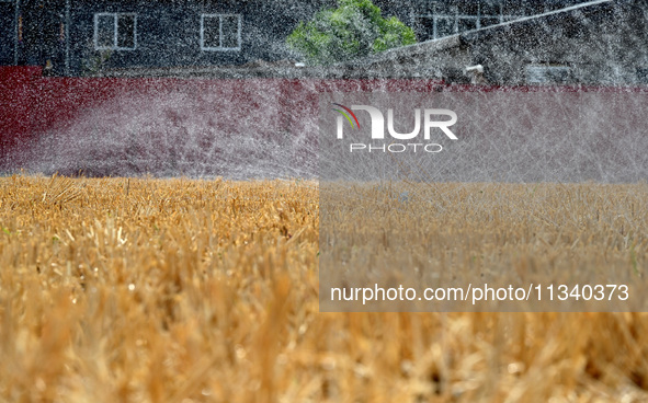 A farmer is using a ''micro-spray belt'' watering method to water a field in Daying village, Handan city, North China's Hebei province, on J...