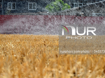 A farmer is using a ''micro-spray belt'' watering method to water a field in Daying village, Handan city, North China's Hebei province, on J...