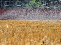 A farmer is using a ''micro-spray belt'' watering method to water a field in Daying village, Handan city, North China's Hebei province, on J...