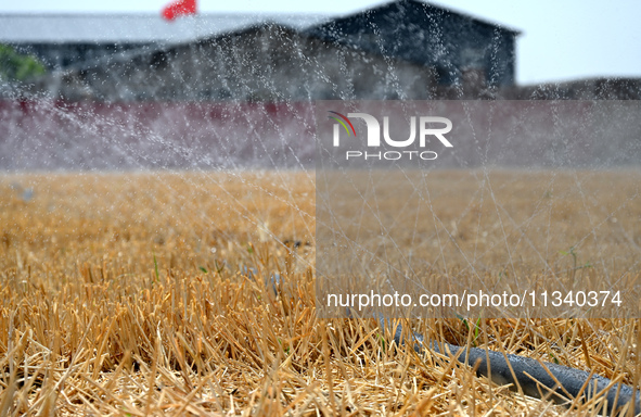 A farmer is using a ''micro-spray belt'' watering method to water a field in Daying village, Handan city, North China's Hebei province, on J...