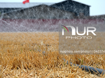 A farmer is using a ''micro-spray belt'' watering method to water a field in Daying village, Handan city, North China's Hebei province, on J...