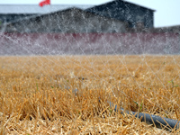 A farmer is using a ''micro-spray belt'' watering method to water a field in Daying village, Handan city, North China's Hebei province, on J...