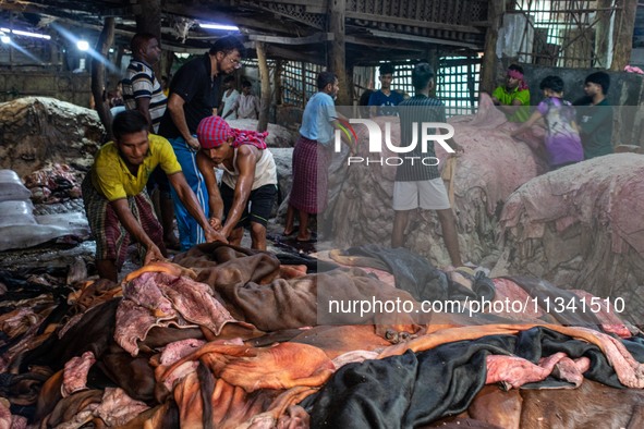 Workers are carrying rawhide from sacrificial cattle to a local factory for preservation by sprinkling salt, a day after Eid-ul-Adha, known...