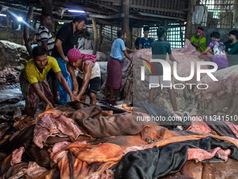 Workers are carrying rawhide from sacrificial cattle to a local factory for preservation by sprinkling salt, a day after Eid-ul-Adha, known...