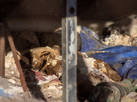 Two skeletal remains are being found beneath the Santa Fe International Bridge in Ciudad Juarez, Chihuahua. The bodies, in an extreme state...