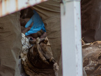 Two skeletal remains are being found beneath the Santa Fe International Bridge in Ciudad Juarez, Chihuahua. The bodies, in an extreme state...