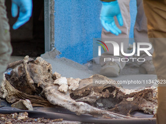 Two skeletal remains are being found beneath the Santa Fe International Bridge in Ciudad Juarez, Chihuahua. The bodies, in an extreme state...