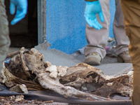 Two skeletal remains are being found beneath the Santa Fe International Bridge in Ciudad Juarez, Chihuahua. The bodies, in an extreme state...