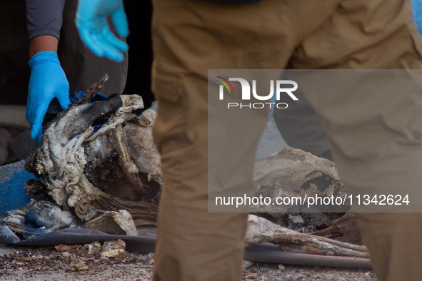 Two skeletal remains are being found beneath the Santa Fe International Bridge in Ciudad Juarez, Chihuahua. The bodies, in an extreme state...