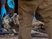 Two skeletal remains are being found beneath the Santa Fe International Bridge in Ciudad Juarez, Chihuahua. The bodies, in an extreme state...