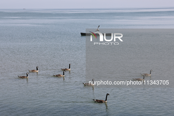 A man is kayaking along Lake Ontario past a flock of Canada Geese in Niagara-on-the-Lake, Ontario, Canada, on June 12, 2024. 