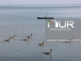 A man is kayaking along Lake Ontario past a flock of Canada Geese in Niagara-on-the-Lake, Ontario, Canada, on June 12, 2024. (