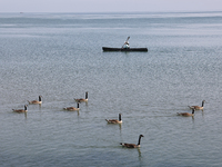 A man is kayaking along Lake Ontario past a flock of Canada Geese in Niagara-on-the-Lake, Ontario, Canada, on June 12, 2024. (