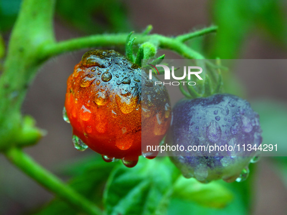 Farmers are planting colorful tomatoes during the Plum rains in Yichang, China, on June 20, 2024. According to the comprehensive analysis an...