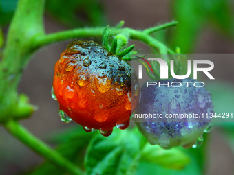 Farmers are planting colorful tomatoes during the Plum rains in Yichang, China, on June 20, 2024. According to the comprehensive analysis an...