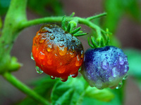 Farmers are planting colorful tomatoes during the Plum rains in Yichang, China, on June 20, 2024. According to the comprehensive analysis an...