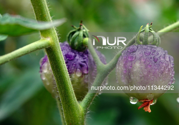 Farmers are planting colorful tomatoes during the Plum rains in Yichang, China, on June 20, 2024. According to the comprehensive analysis an...