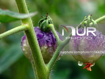 Farmers are planting colorful tomatoes during the Plum rains in Yichang, China, on June 20, 2024. According to the comprehensive analysis an...