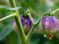 Farmers are planting colorful tomatoes during the Plum rains in Yichang, China, on June 20, 2024. According to the comprehensive analysis an...