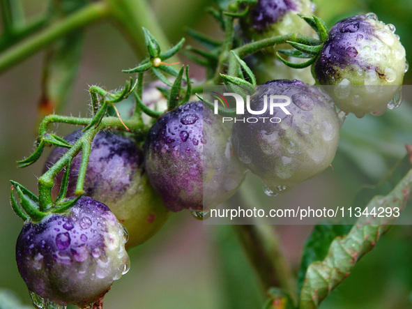 Farmers are planting colorful tomatoes during the Plum rains in Yichang, China, on June 20, 2024. According to the comprehensive analysis an...