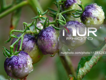 Farmers are planting colorful tomatoes during the Plum rains in Yichang, China, on June 20, 2024. According to the comprehensive analysis an...