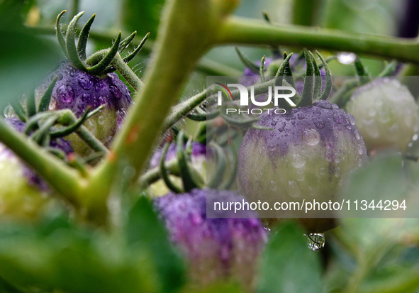 Farmers are planting colorful tomatoes during the Plum rains in Yichang, China, on June 20, 2024. According to the comprehensive analysis an...