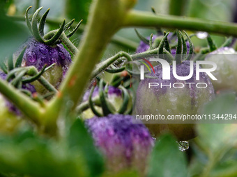 Farmers are planting colorful tomatoes during the Plum rains in Yichang, China, on June 20, 2024. According to the comprehensive analysis an...