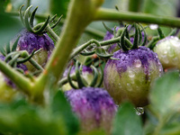 Farmers are planting colorful tomatoes during the Plum rains in Yichang, China, on June 20, 2024. According to the comprehensive analysis an...