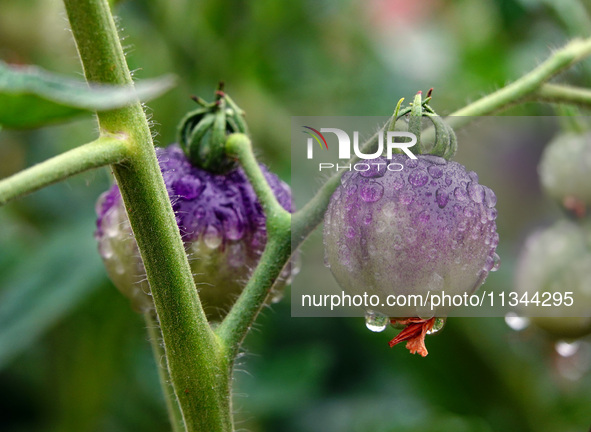 Farmers are planting colorful tomatoes during the Plum rains in Yichang, China, on June 20, 2024. According to the comprehensive analysis an...