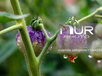 Farmers are planting colorful tomatoes during the Plum rains in Yichang, China, on June 20, 2024. According to the comprehensive analysis an...