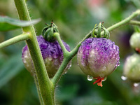 Farmers are planting colorful tomatoes during the Plum rains in Yichang, China, on June 20, 2024. According to the comprehensive analysis an...