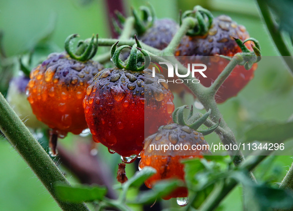 Farmers are planting colorful tomatoes during the Plum rains in Yichang, China, on June 20, 2024. According to the comprehensive analysis an...