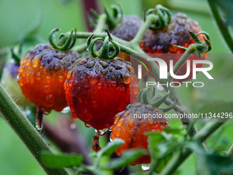 Farmers are planting colorful tomatoes during the Plum rains in Yichang, China, on June 20, 2024. According to the comprehensive analysis an...