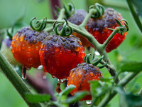 Farmers are planting colorful tomatoes during the Plum rains in Yichang, China, on June 20, 2024. According to the comprehensive analysis an...