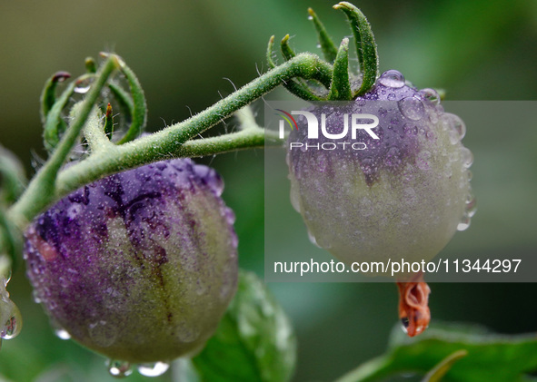 Farmers are planting colorful tomatoes during the Plum rains in Yichang, China, on June 20, 2024. According to the comprehensive analysis an...