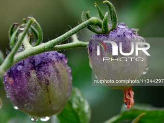 Farmers are planting colorful tomatoes during the Plum rains in Yichang, China, on June 20, 2024. According to the comprehensive analysis an...