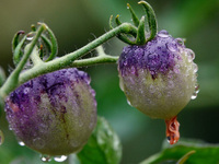 Farmers are planting colorful tomatoes during the Plum rains in Yichang, China, on June 20, 2024. According to the comprehensive analysis an...