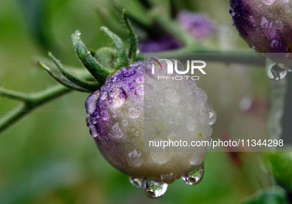 Farmers are planting colorful tomatoes during the Plum rains in Yichang, China, on June 20, 2024. According to the comprehensive analysis an...