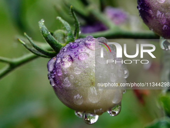 Farmers are planting colorful tomatoes during the Plum rains in Yichang, China, on June 20, 2024. According to the comprehensive analysis an...