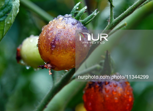 Farmers are planting colorful tomatoes during the Plum rains in Yichang, China, on June 20, 2024. According to the comprehensive analysis an...