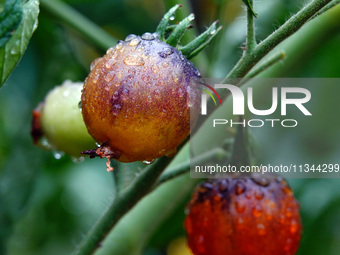 Farmers are planting colorful tomatoes during the Plum rains in Yichang, China, on June 20, 2024. According to the comprehensive analysis an...