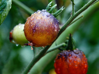 Farmers are planting colorful tomatoes during the Plum rains in Yichang, China, on June 20, 2024. According to the comprehensive analysis an...