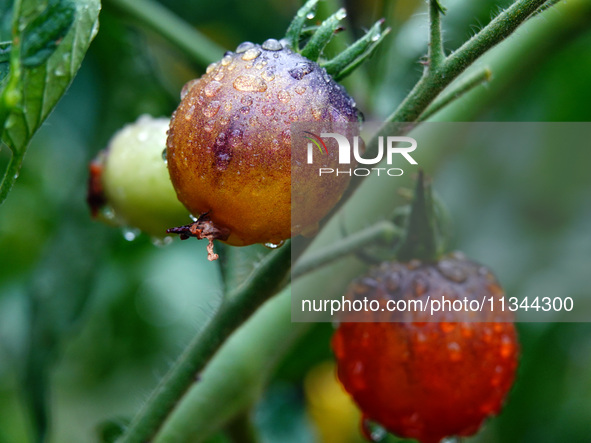 Farmers are planting colorful tomatoes during the Plum rains in Yichang, China, on June 20, 2024. According to the comprehensive analysis an...