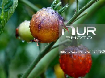 Farmers are planting colorful tomatoes during the Plum rains in Yichang, China, on June 20, 2024. According to the comprehensive analysis an...