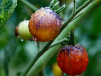 Farmers are planting colorful tomatoes during the Plum rains in Yichang, China, on June 20, 2024. According to the comprehensive analysis an...