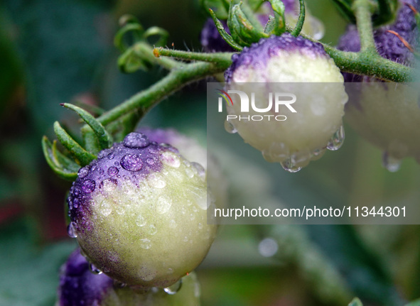 Farmers are planting colorful tomatoes during the Plum rains in Yichang, China, on June 20, 2024. According to the comprehensive analysis an...